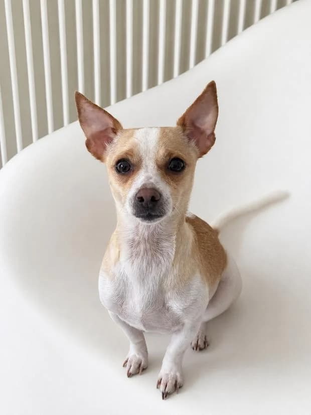 Abby, female Mixed Breed for adoption at Fondation Brigitte Bardot, Paris