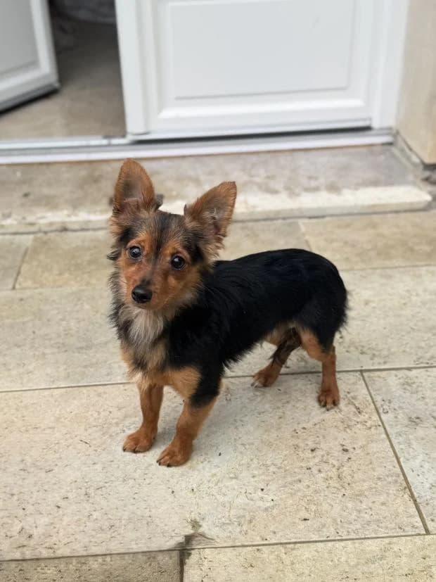 Darcy, male Mixed Breed for adoption at Fondation Brigitte Bardot, Paris
