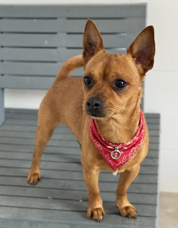 Buddy, male Mixed Breed for adoption at Fondation Brigitte Bardot, Paris