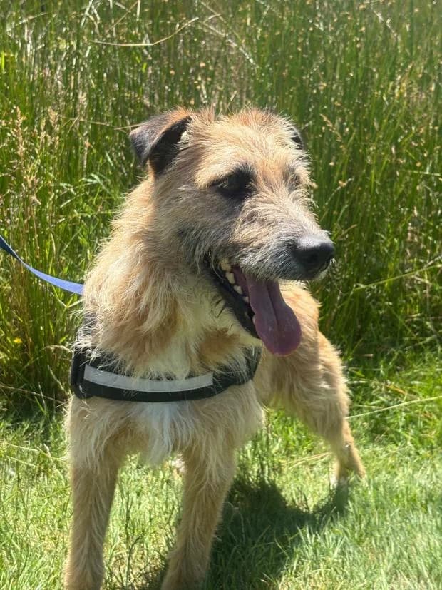 Bolide, male Mixed Breed for adoption at Fondation Brigitte Bardot, Paris