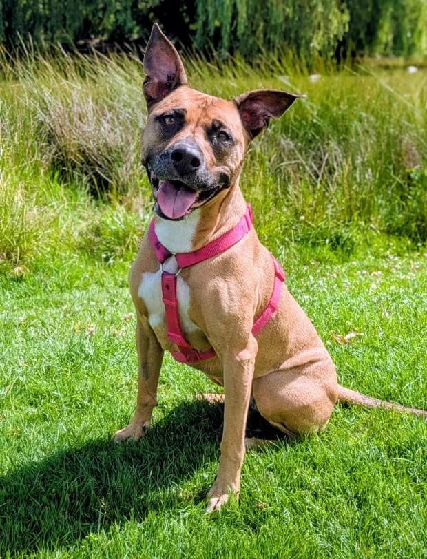 Akira, female Mixed Breed for adoption at Fondation Brigitte Bardot, Paris