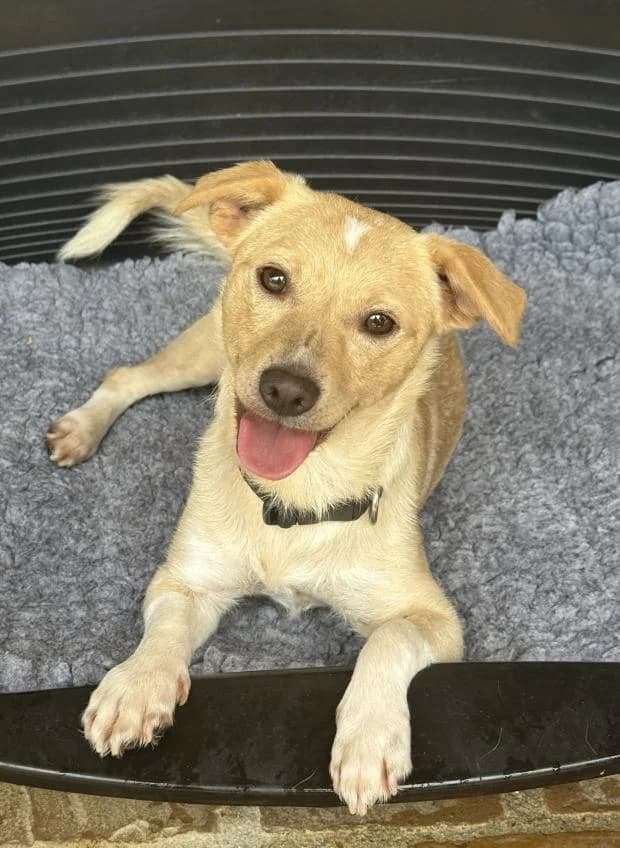 Ficelo, male Mixed Breed for adoption at Fondation Brigitte Bardot, Paris