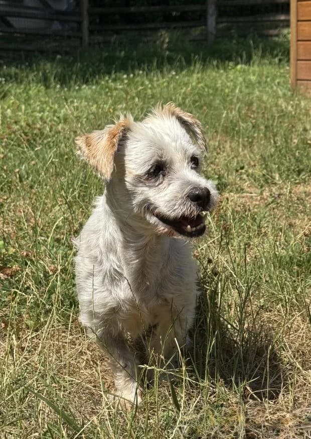 Haribo, male Mixed Breed for adoption at Fondation Brigitte Bardot, Paris