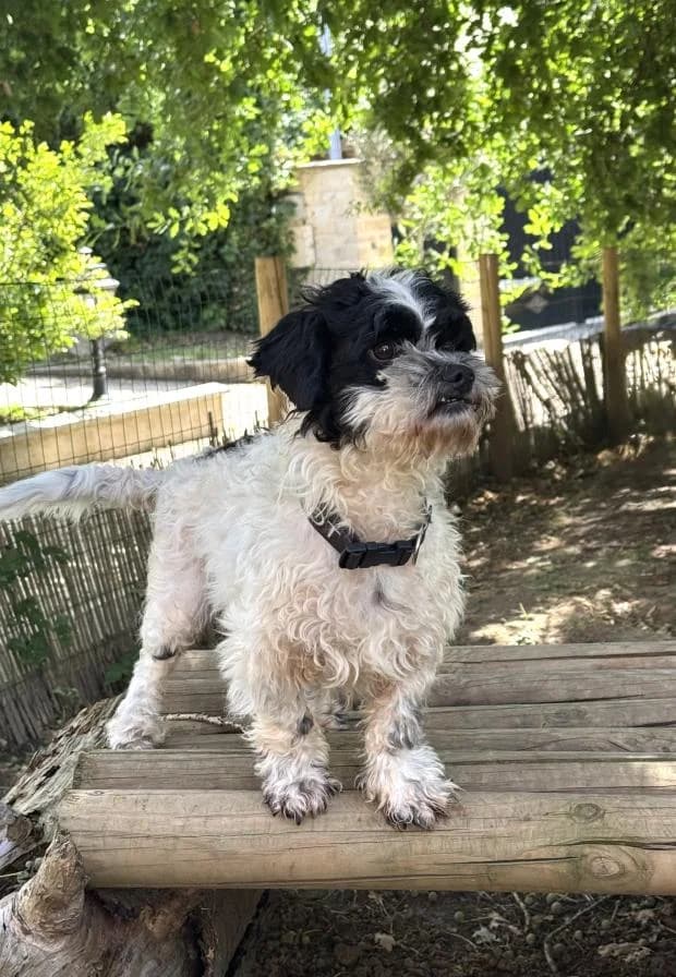 Dragibus, male Mixed Breed for adoption at Fondation Brigitte Bardot, Paris