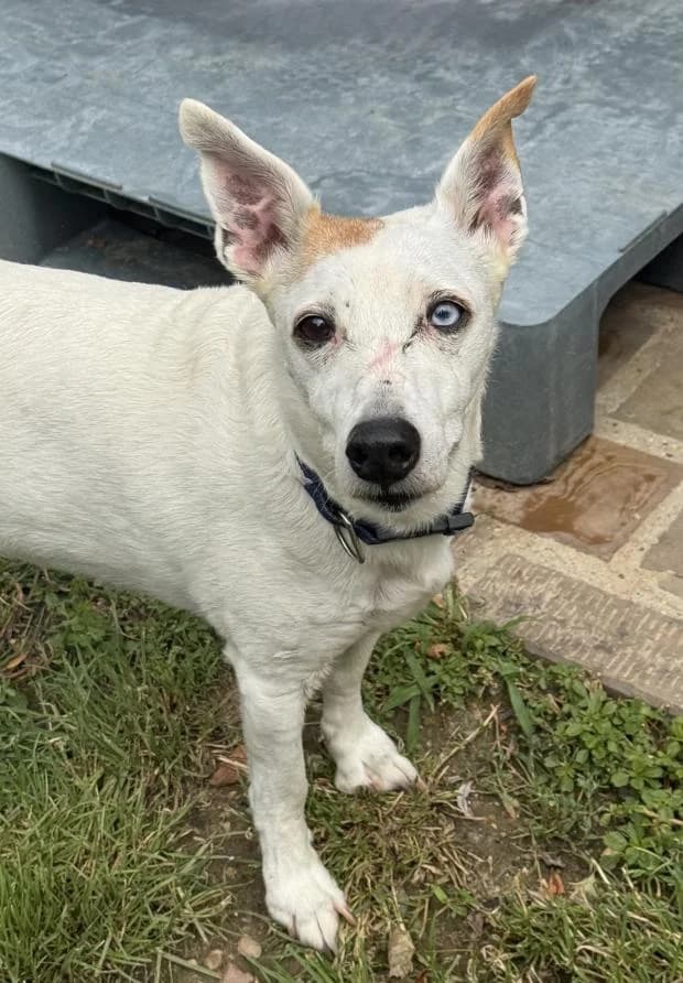 Tiquin, male Mixed Breed for adoption at Fondation Brigitte Bardot, Paris