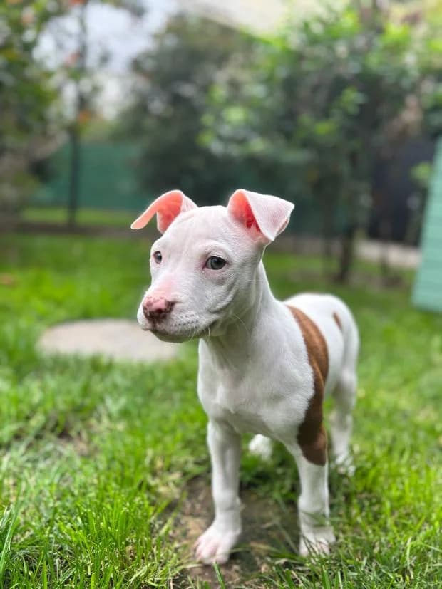 Toutsy, female Mixed Breed for adoption at Fondation Brigitte Bardot, Paris