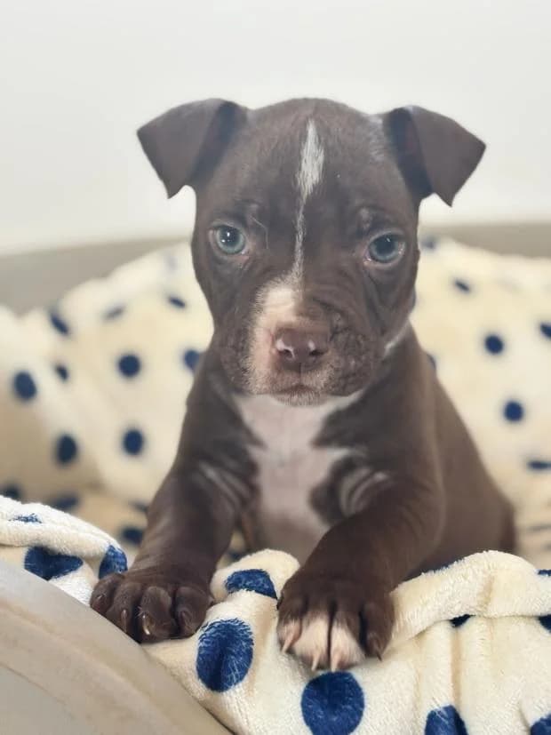 Hopper, male Mixed Breed for adoption at Fondation Brigitte Bardot, Paris