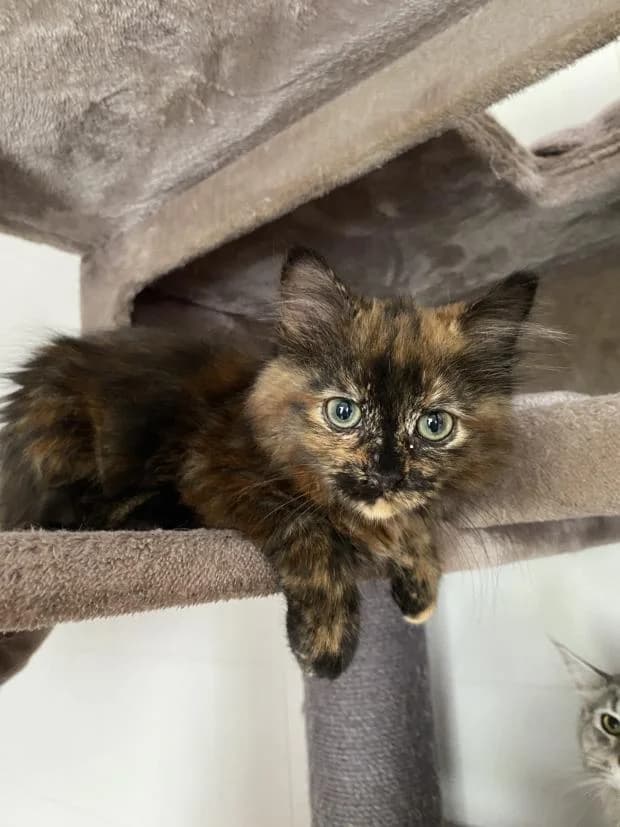 Guimauve, female Mixed Breed for adoption at Fondation Brigitte Bardot, Paris