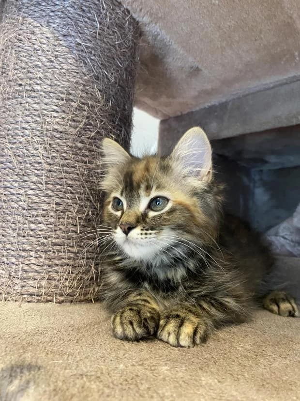 Marshmallow, female Mixed Breed for adoption at Fondation Brigitte Bardot, Paris