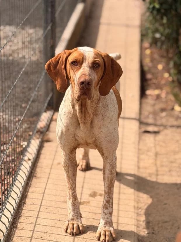 Ulk, Mixed Breed (Fondation Brigitte Bardot)