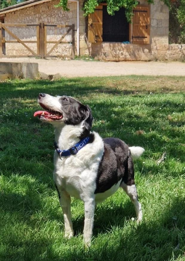 Hyris, female Mixed Breed for adoption at Fondation Brigitte Bardot, Paris