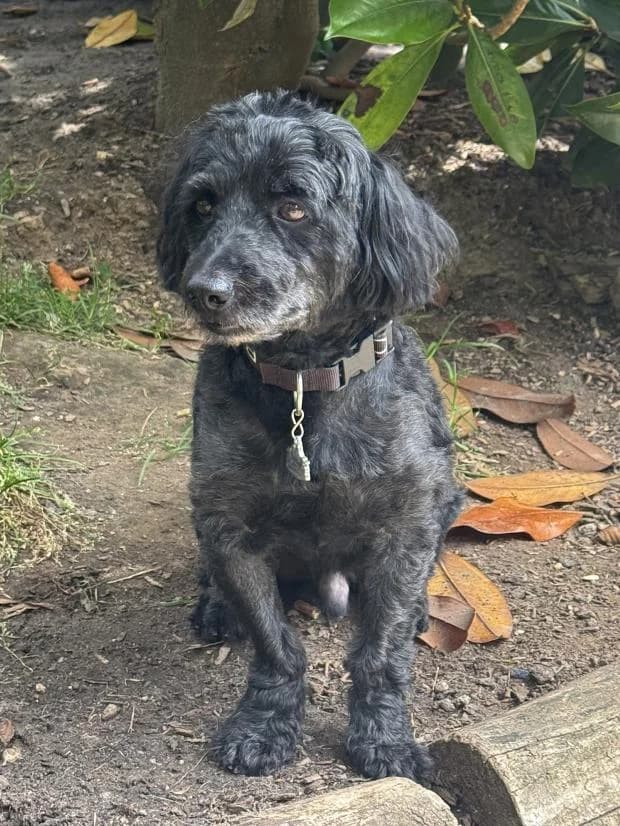 Black, male Mixed Breed for adoption at Fondation Brigitte Bardot, Paris