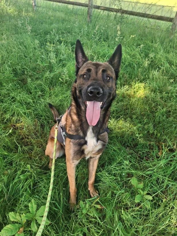Vick, male Mixed Breed for adoption at Fondation Brigitte Bardot, Paris