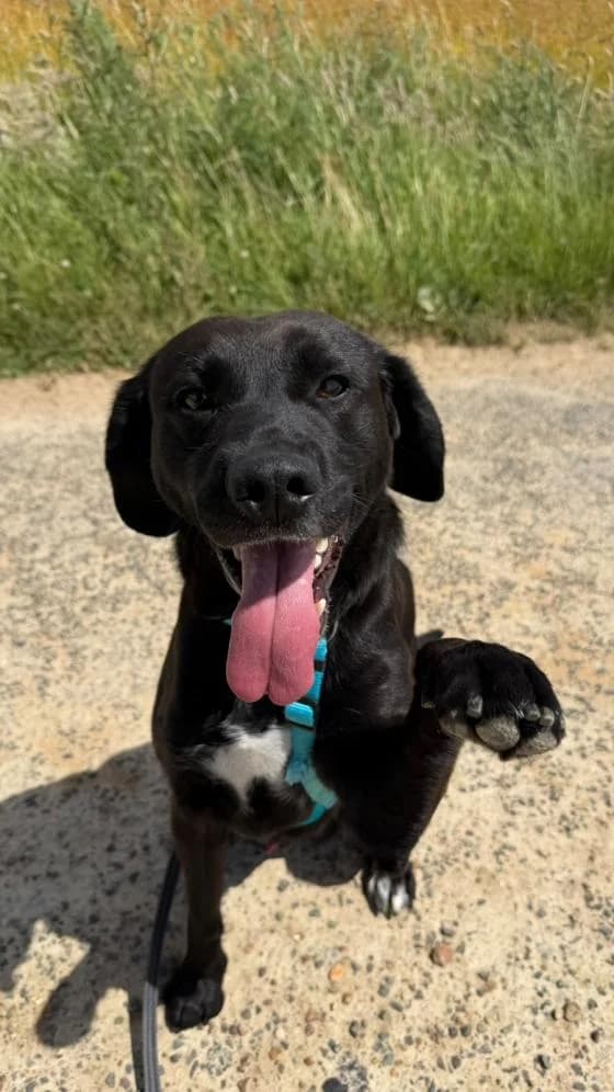 Why, male Mixed Breed for adoption at Fondation Brigitte Bardot, Paris