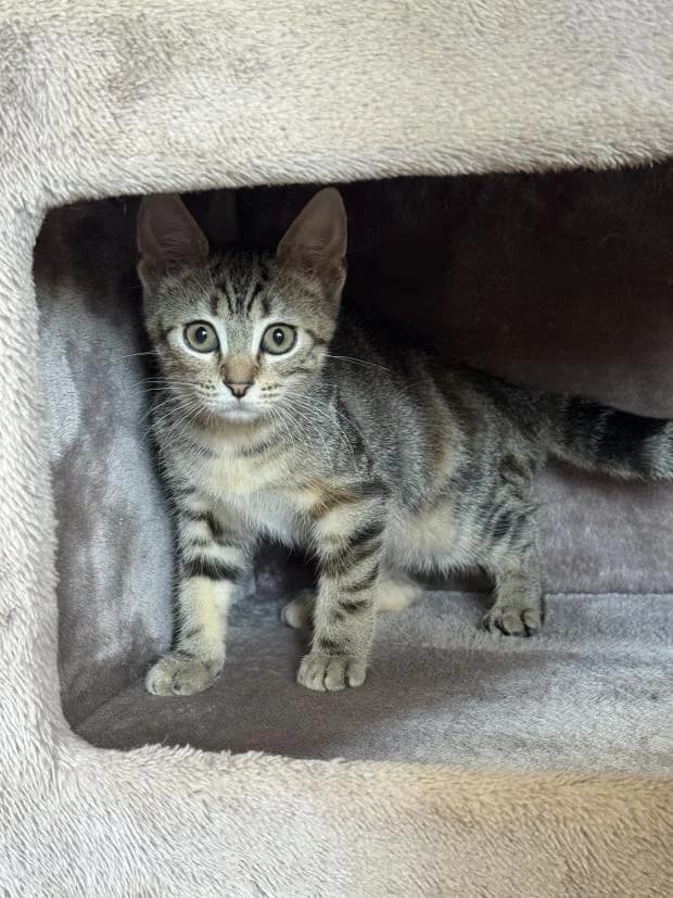 Mira, female Mixed Breed for adoption at Fondation Brigitte Bardot, Paris