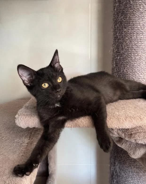 Jisoo, female Mixed Breed for adoption at Fondation Brigitte Bardot, Paris