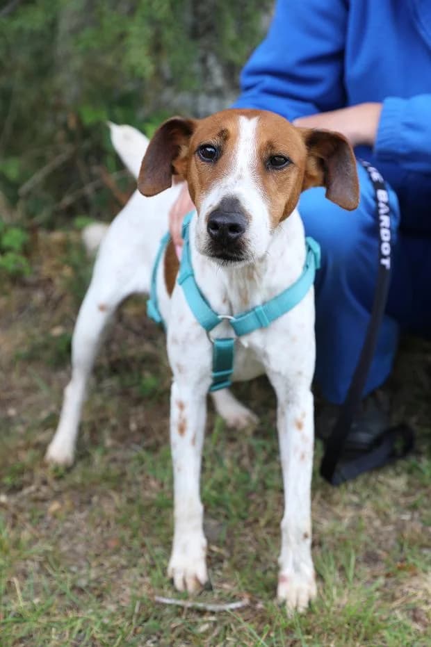 Sally, female Mixed Breed for adoption at Fondation Brigitte Bardot, Paris
