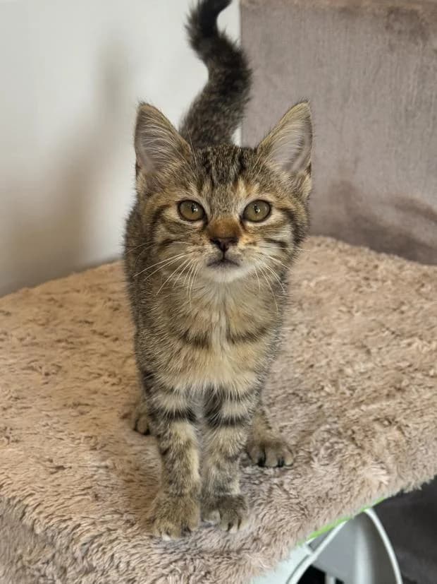 Lilith, female puppy Mixed Breed for adoption at Fondation Brigitte Bardot, Paris