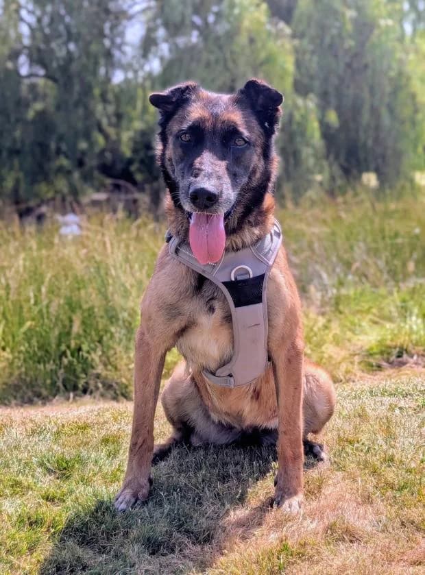 Neige, female Mixed Breed for adoption at Fondation Brigitte Bardot, Paris