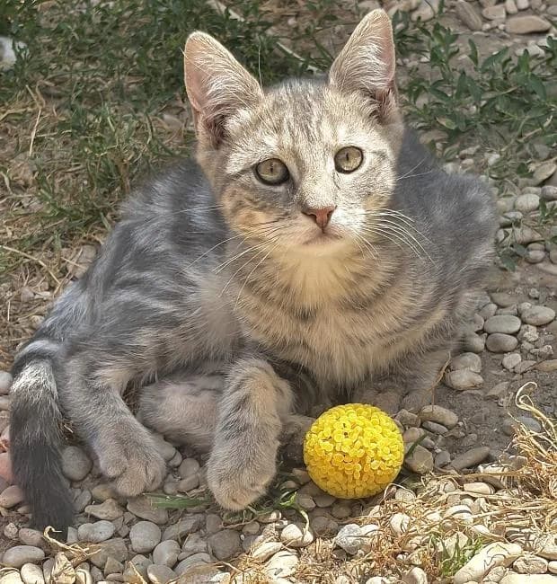 Papaye, male Mixed Breed for adoption at Fondation Brigitte Bardot, Paris