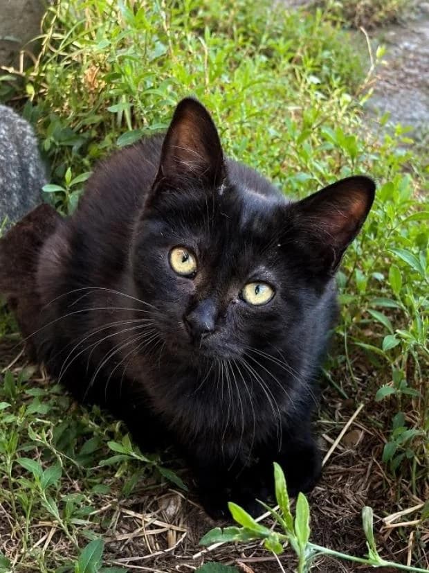 Topinambour, female Mixed Breed for adoption at Fondation Brigitte Bardot, Paris