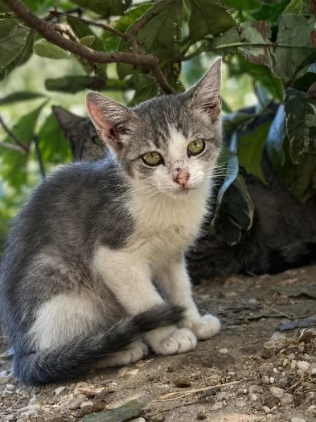 Ail, male Mixed Breed for adoption at Fondation Brigitte Bardot, Paris