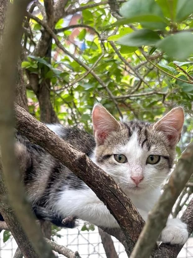 Oignon, male Mixed Breed for adoption at Fondation Brigitte Bardot, Paris