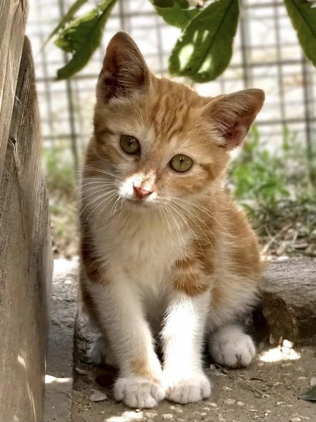 Carotte, male Mixed Breed for adoption at Fondation Brigitte Bardot, Paris