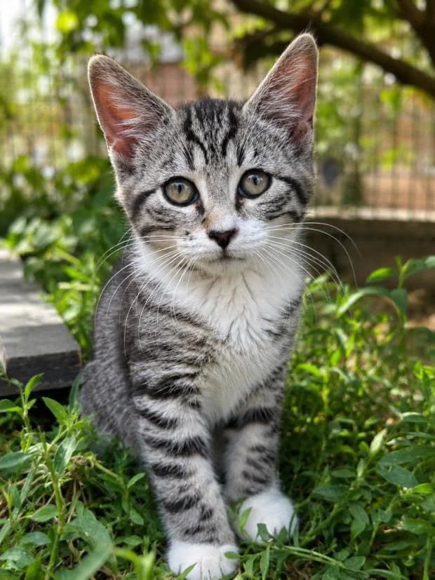 Concombre, female Mixed Breed for adoption at Fondation Brigitte Bardot, Paris