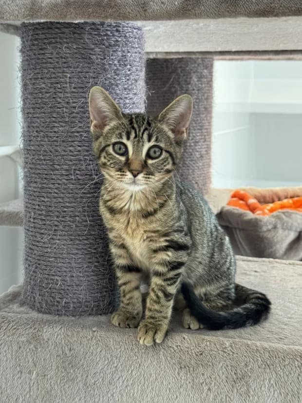 Willie, female Mixed Breed for adoption at Fondation Brigitte Bardot, Paris