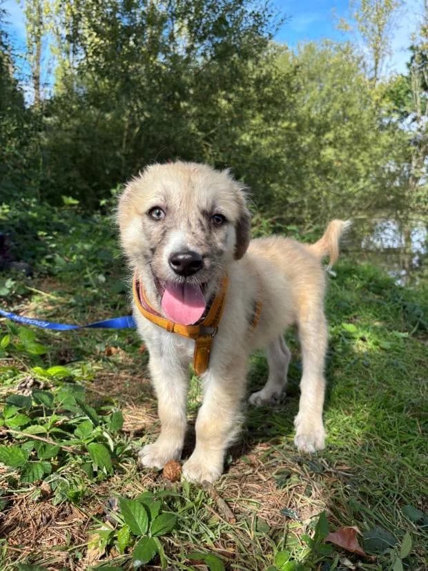 Sam, male puppy Mixed Breed for adoption at Fondation Brigitte Bardot, Paris