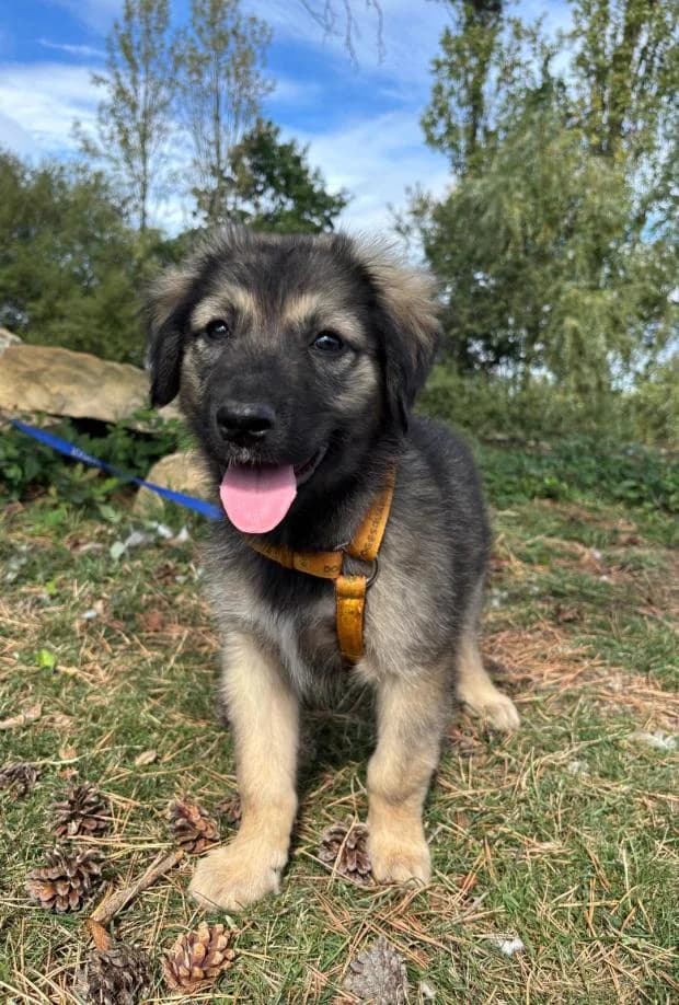 Sakura, Mixed Breed (Fondation Brigitte Bardot)