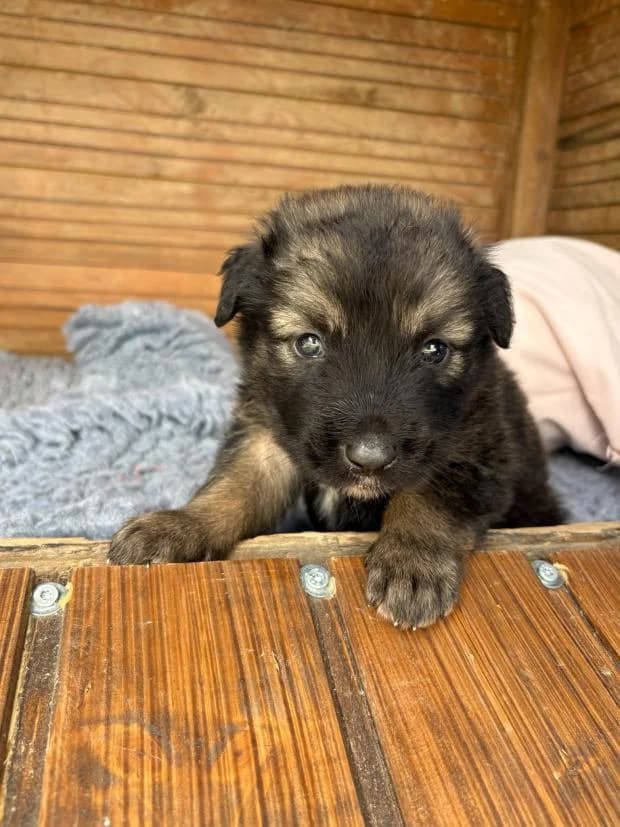 Sakura, female puppy Mixed Breed for adoption at Fondation Brigitte Bardot, Paris
