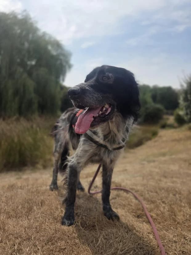 Pilou, male Mixed Breed for adoption at Fondation Brigitte Bardot, Paris