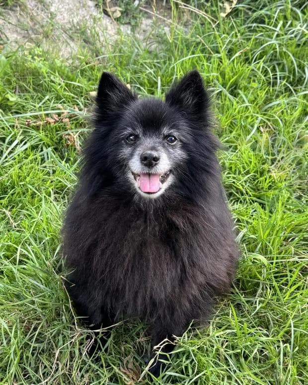 Igloo, male Mixed Breed for adoption at Fondation Brigitte Bardot, Paris