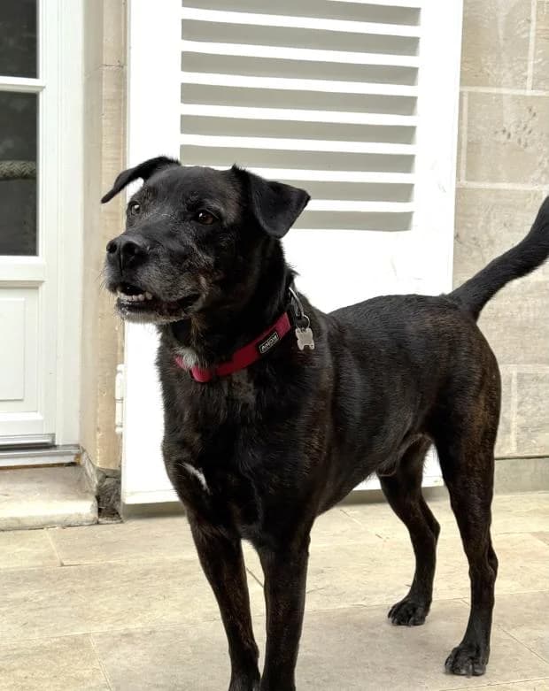 Nestor, male Mixed Breed for adoption at Fondation Brigitte Bardot, Paris