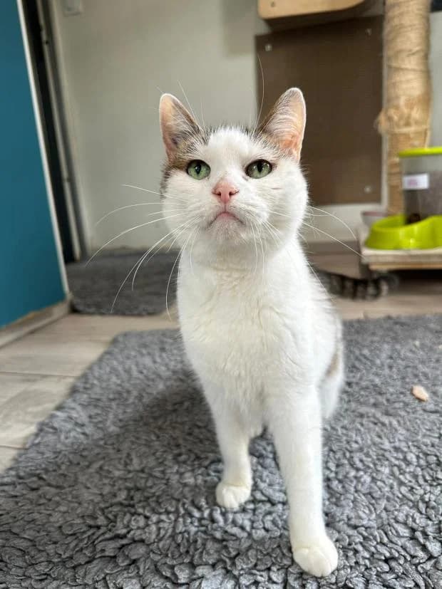 Opale, Mixed Breed (Fondation Brigitte Bardot)