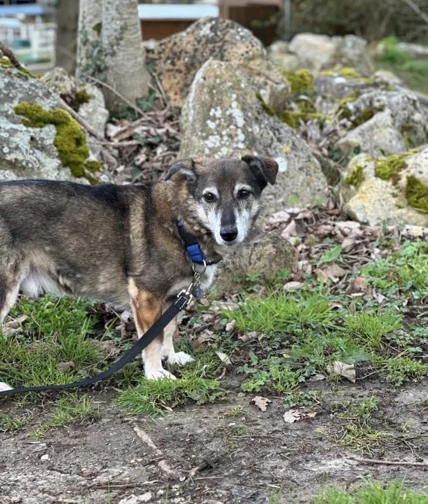 Gringo, Mixed Breed (Fondation Brigitte Bardot)
