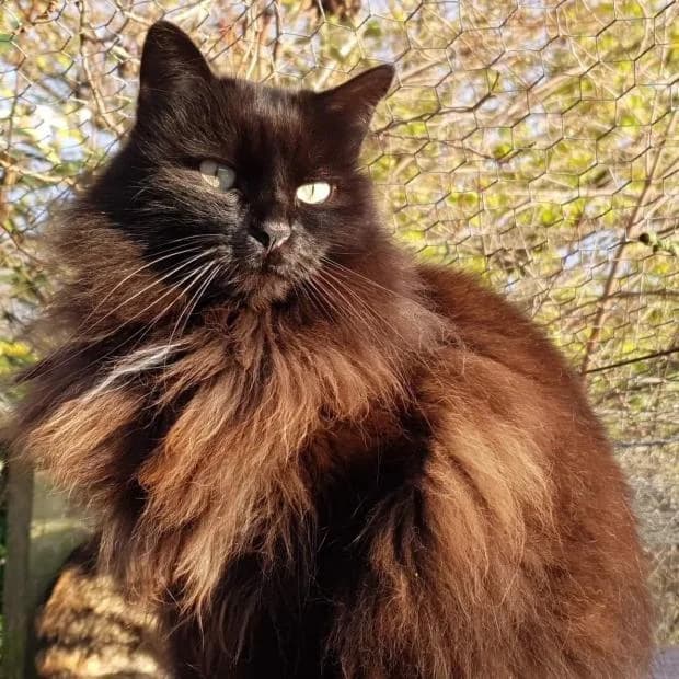 Noiraud, Mixed Breed (Fondation Brigitte Bardot)