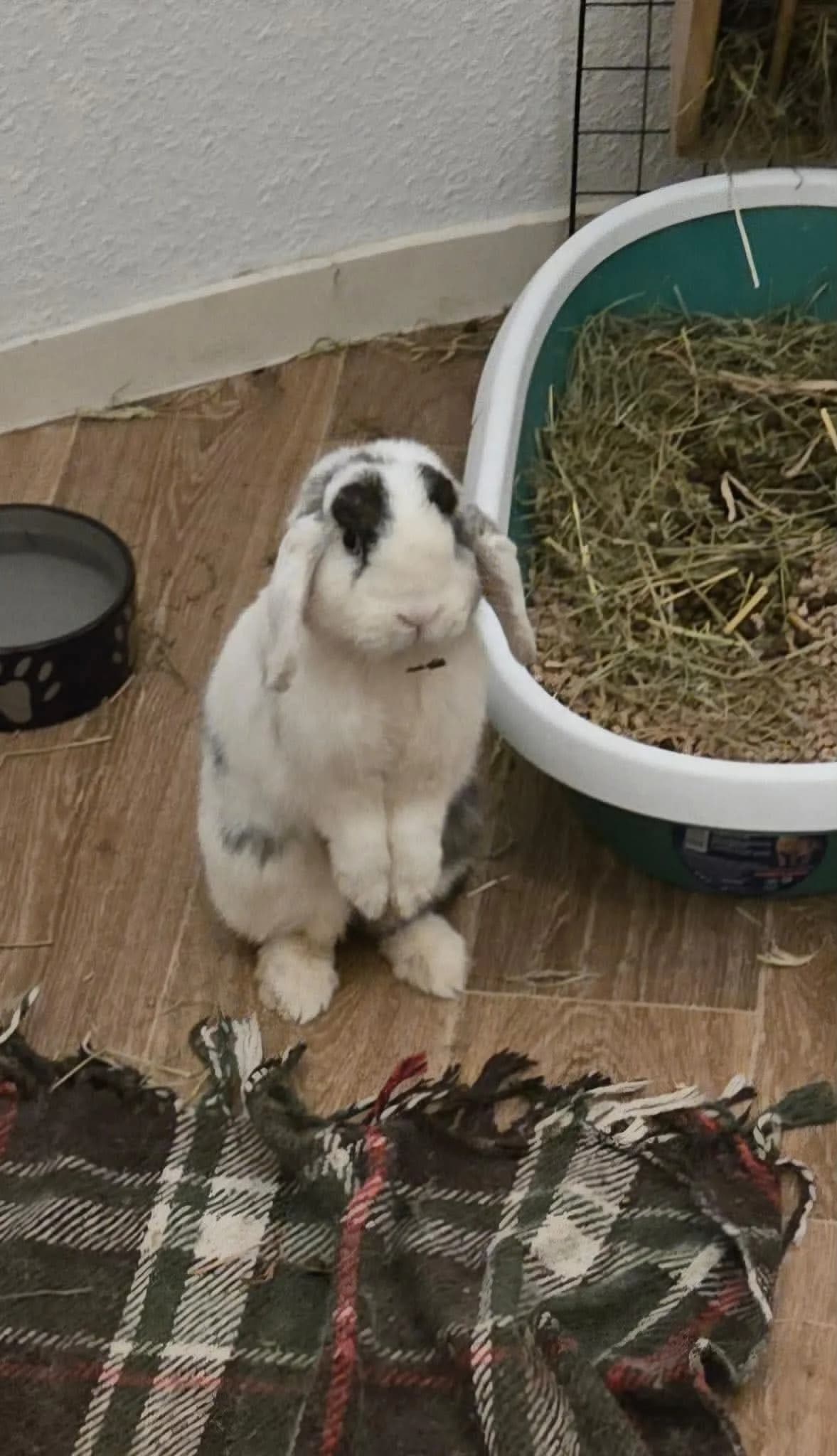 Winnie, female mixed breed for adoption at Calinac