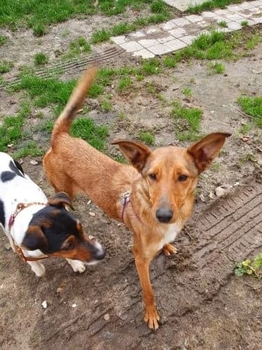 Orka, female young mixed breed for adoption at Cani-Seniors, cani seniors