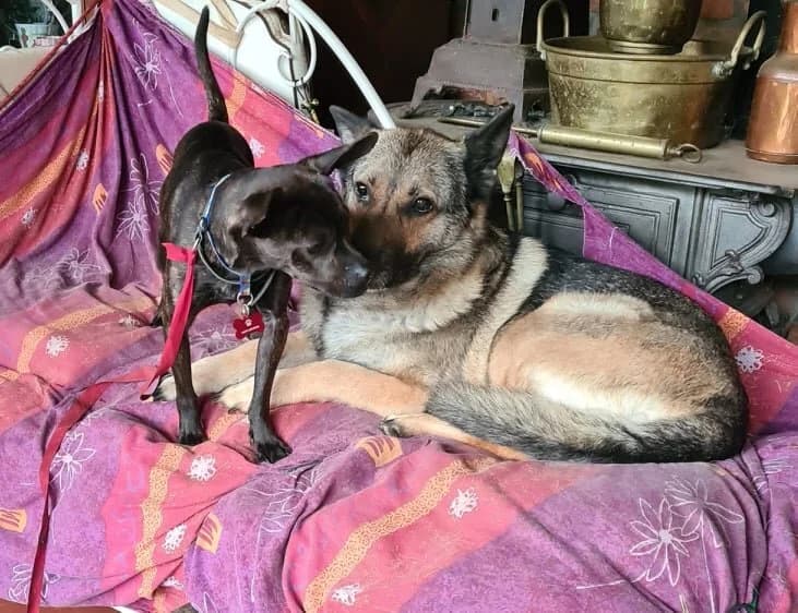 Réglisse, male 6yo Mixed Breed for adoption at Cani-Seniors, cani seniors