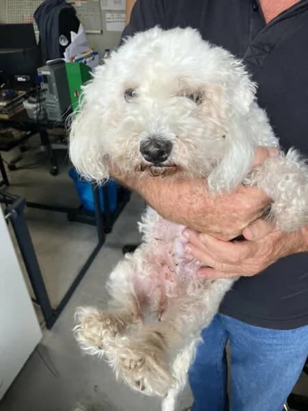 CYBELLE,  senior Mixed Breed for adoption at Cani-Seniors, cani seniors