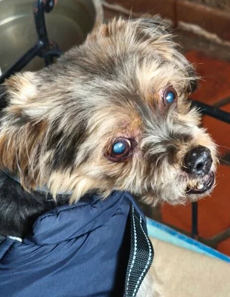 LILI, female senior Yorkshire Terrier for adoption at Cani-Seniors, cani seniors