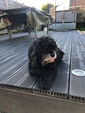 Coockie, female senior Cocker Spaniel for adoption at Cani-Seniors, cani seniors