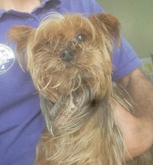Nougat, male senior Yorkshire Terrier for adoption at Cani-Seniors, cani seniors