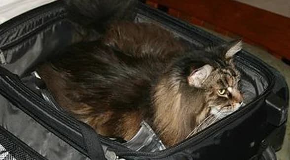 Partir en vacances avec son chat,  Mixed Breed for adoption at CaniMinet, Paris