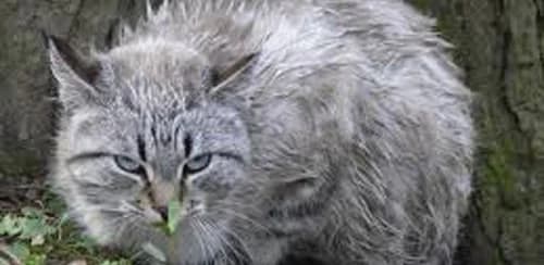 Comment savoir si votre chat est malade,  Mixed Breed for adoption at CaniMinet, Paris