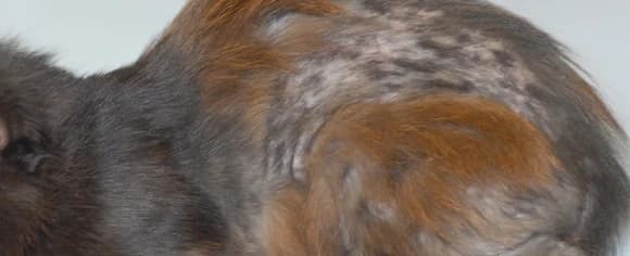 Mon chat perd beaucoup de poils !, male Mixed Breed for adoption at CaniMinet