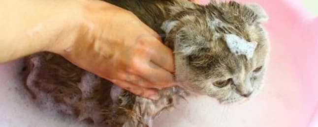Comment donner un bain à son chat,  puppy Mixed Breed for adoption at CaniMinet, Paris